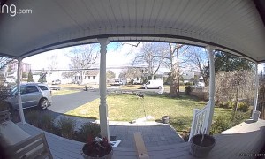 Running Dog Rips Off Banister