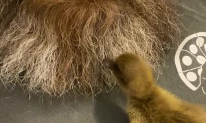 Duckling Likes Sleeping in Guys Beard