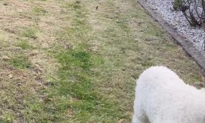 Baby Valais Blacknose Sheep Bouncing into Springtime