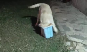 Puppy Playing with Bucket Falls Over