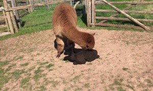 Blossom the Mama Alpaca Squishes Her Daughter Violet