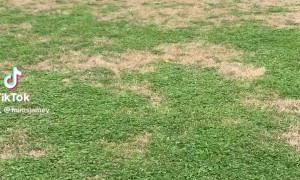 Chimpanzee Driving Around a Quad