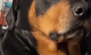 Rottweiler gives hilarious eye roll when asked to hold hands