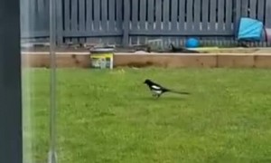 Bunny Bullies Bird Away