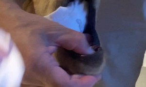 Golden Retriever is a Sock Thief