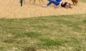 Trying to Teach Your Dogs Agility When You Aren't Athletic