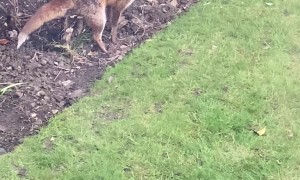 Fox Does Its Business in the Backyard