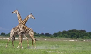 Bull Giraffes Battle in Botswana