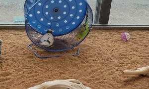 Parakeets Spin on Wheel at Pet Store