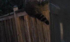 Rescuing a Raccoon with a Hockey Stick