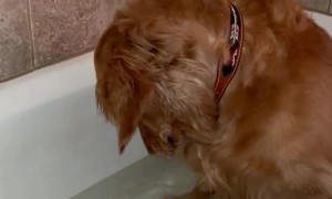 Golden Retriever Looks After Ducklings