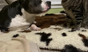 Small Dog Protects Big Dog from Cat