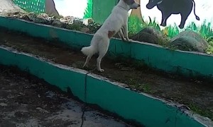 Little Dog Barks at Window Painting