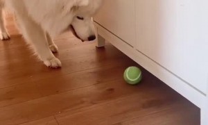 Pup waits for ball to go under cupboard so he can get mom's attention 