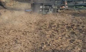 Prancing Pony Takes a Tumble on Water Bin