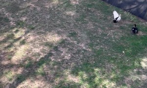 Pinned Squirrel Jumps From Balcony and Belly Flops