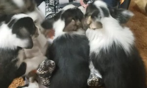 The Puppies Approve of the Little Human!