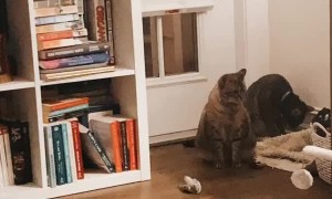 Cat Leaps High in the Air Towards Brother