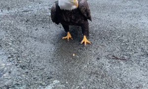 Close Encounter Feeding a Bald Eagle Hard Boiled Eggs