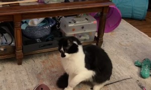 Cat's Sudden Attack Leads to Retaliation