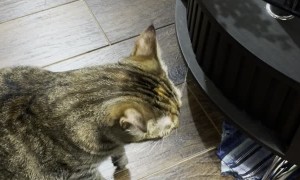 Cat Eats Treat with Two Paws