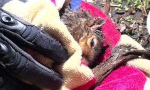 Rescuing a Squirrel Stuck in Rain Gutter