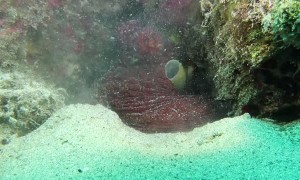Octopus Cyanea Throws Sand at Camera