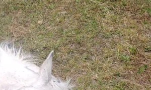 Nothing is as Important as Nap Time for Salty the Horse