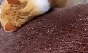 Large Orange and White Cat Chills on on Horse Friend