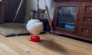 Puddles the Blind Duck Plays