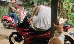 Kitty Goes for a Scooter Ride With Owner