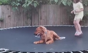 Dog Loves to Play on Trampoline