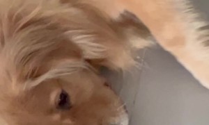 Sleepy Dog Blocks Door