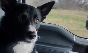 Dog Wants to Hold Hands During Drive