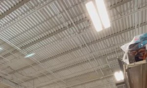 Dog Sniffs Out Family in Sweet Surprise Reunion