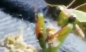 Praying Mantis Eats Marijuana Flower