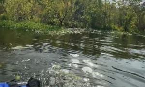 Huge Alligator Uncomfortably Close to Kayakers