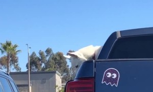 Husky Heard 'Screaming' Out of Car Window