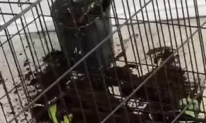 Which Dog Ate the Plant?