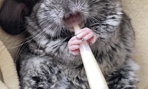 Baby Chinchilla Drinking Milk