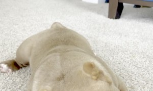 Kanan the Exotic American Bully Pup is Too Cute