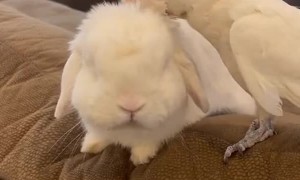 Pet Parrot Preens Pet Rabbit
