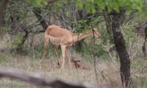 Newborn Impala Tries to Stand