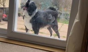 Dog Likes to Lick Windows