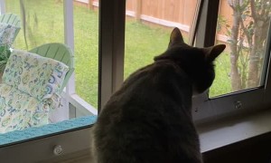 Pet Door Confuses Cat
