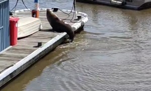 Seal Sunbathes at Seaport