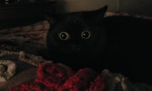 Wide Eyed Kitty is Mesmerized
