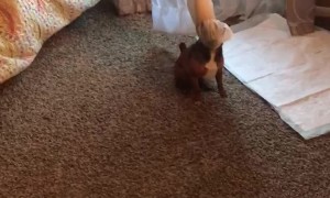 Bruiser Got Himself into a Situation