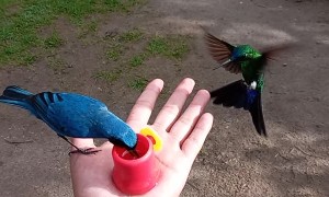 Multiple Birds Being Hand Fed at Zuroloma Birding