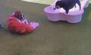 Bulldog Sprays Doggy Daycare Buddy With Hose